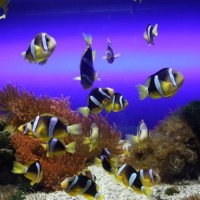 В подводном царстве — океанариум на острове Фемарн